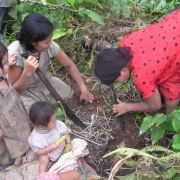 Tsimane woman gardening while younger females watch